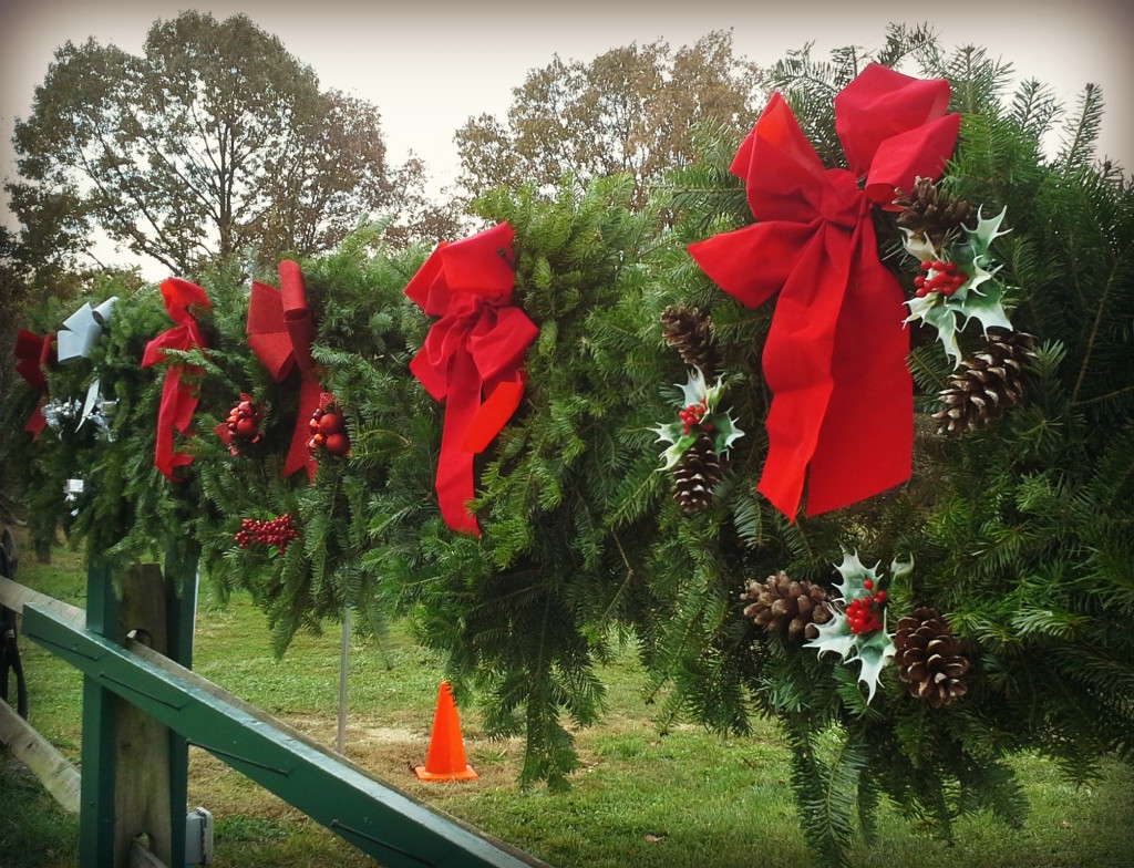 Here are a few wreaths, ready to go!