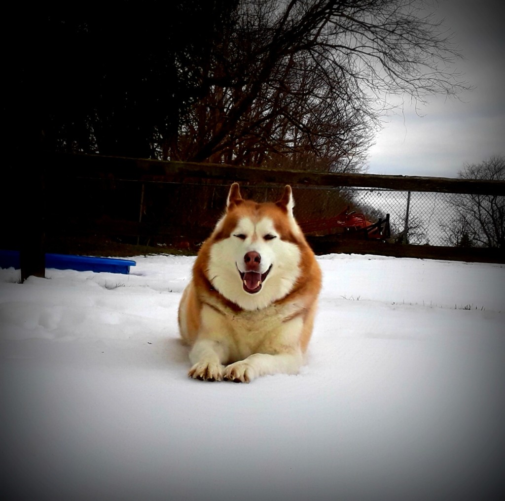 Someone is enjoying his time in the snow!