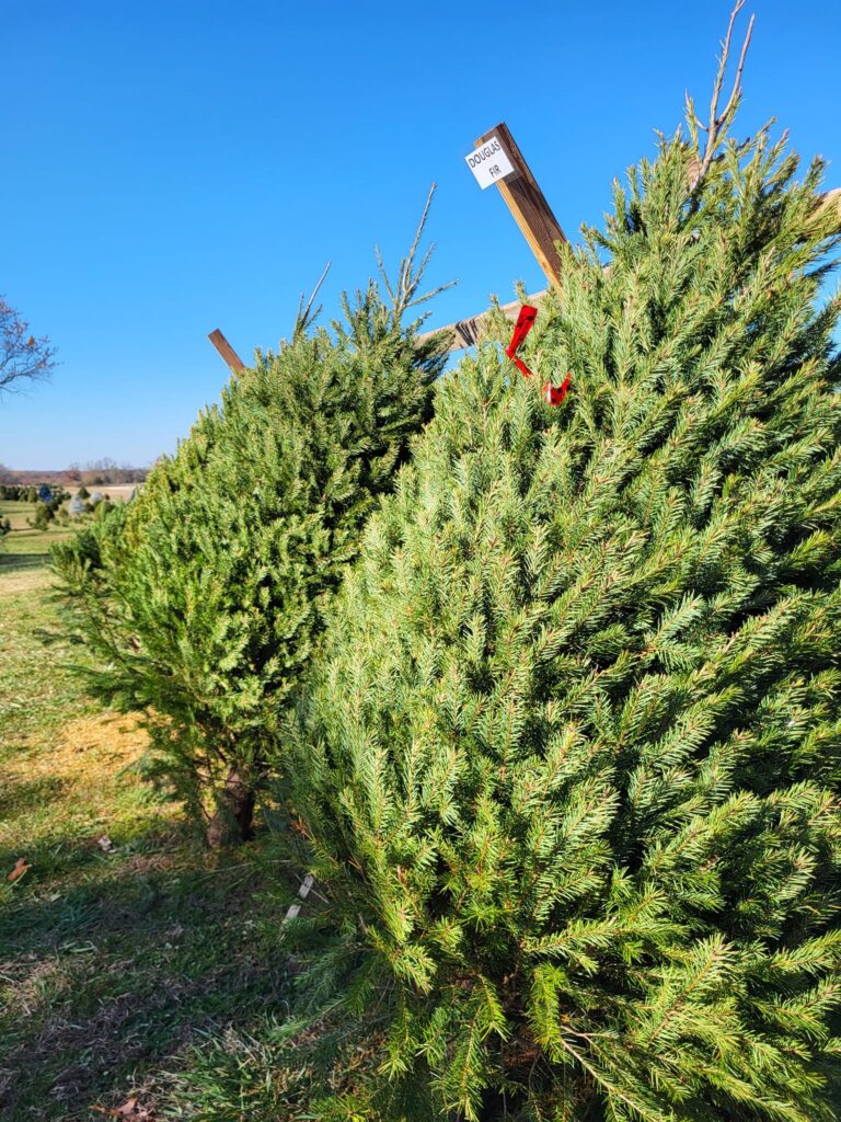 Fresh Cut Douglas and Fraser Fir Trees Available – Field Trees Sold Out ...